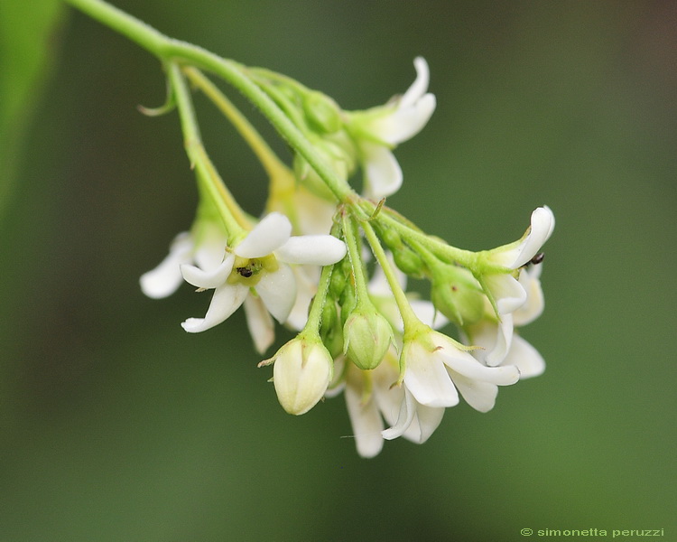 Vincetoxicum hirundinaria Medik./ Vincetossico comune